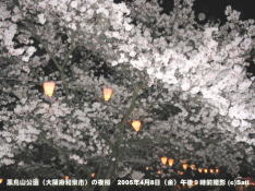黒鳥山公園夜桜04
